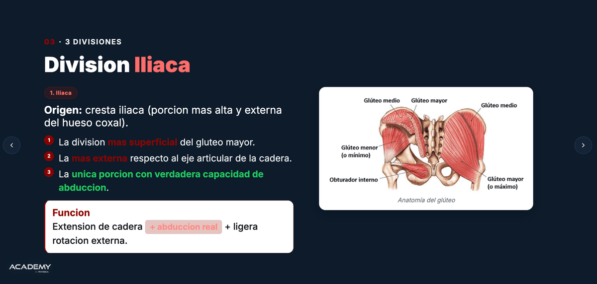 Vista previa de clase AES Online — anatomía y biomecánica del glúteo medio